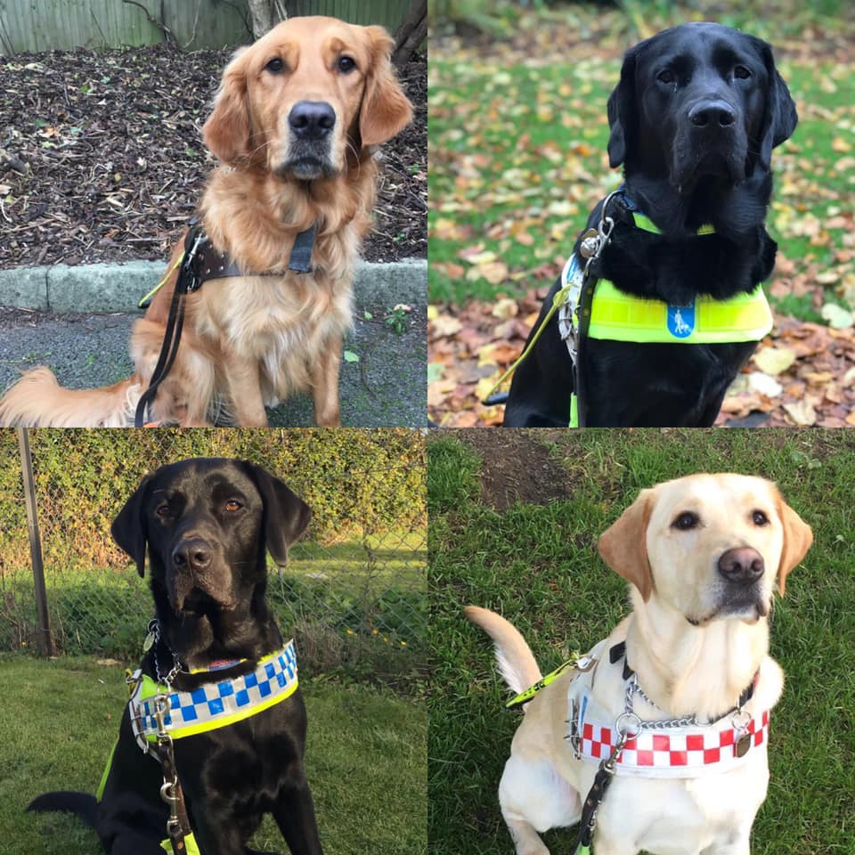4 images in 1. 4 dogs sat in harnesses looking toward the camera. A golden retriever with long hair wears a brown harness. A black lab wears a white harness with a yellow reflective band. A black lab wears a harness with blue and reflective squares. A yellow labrador wears a white harness with red and white cheques. 